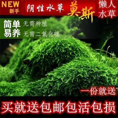 玻璃做魚缸用什么膠結(jié)實嗎：使用玻璃膠粘接魚缸的注意事項 魚缸百科 第4張