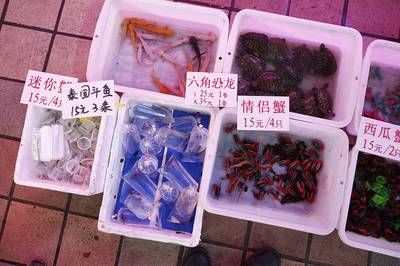 芳村花鳥魚蟲市場地圖高清：廣州芳村花鳥魚蟲市場，買花的新市場就在… 廣州水族批發(fā)市場 第4張