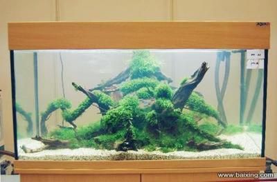 廣州魚缸哪里買最便宜的魚：如何挑選合適的魚缸 廣州水族批發(fā)市場(chǎng) 第3張