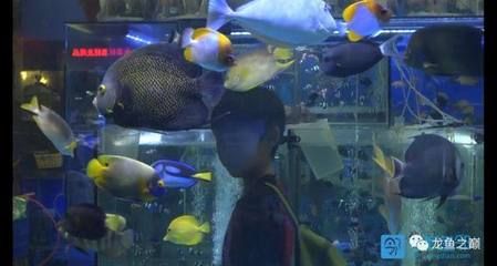 廣州最大的水族市場在哪里?。簭V州水族市場文化意義廣州水族市場的文化意義 廣州水族批發(fā)市場 第3張