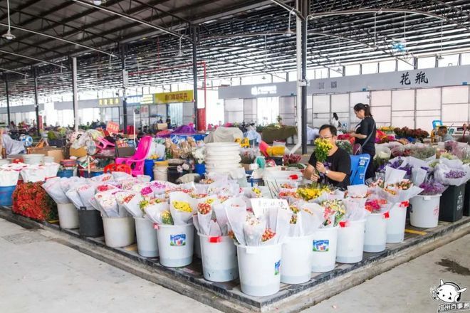 芳村新花鳥魚蟲市場怎樣去：廣州芳村新花鳥魚蟲市場怎么去 廣州水族批發(fā)市場 第4張