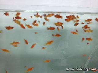 觀賞魚哪有買的啊多少錢：全球觀賞魚市場現(xiàn)狀與趨勢