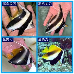 海魚觀賞魚批發(fā)市場：全球觀賞魚市場的趨勢分析海水魚觀賞魚市場的趨勢分析 廣州水族批發(fā)市場 第2張