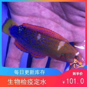 海魚觀賞魚批發(fā)市場：全球觀賞魚市場的趨勢分析海水魚觀賞魚市場的趨勢分析 廣州水族批發(fā)市場 第1張