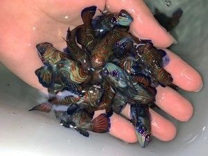 海魚觀賞魚批發(fā)市場：全球觀賞魚市場的趨勢分析海水魚觀賞魚市場的趨勢分析 廣州水族批發(fā)市場 第3張