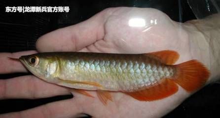 給龍魚吃的小魚為什么很容易死