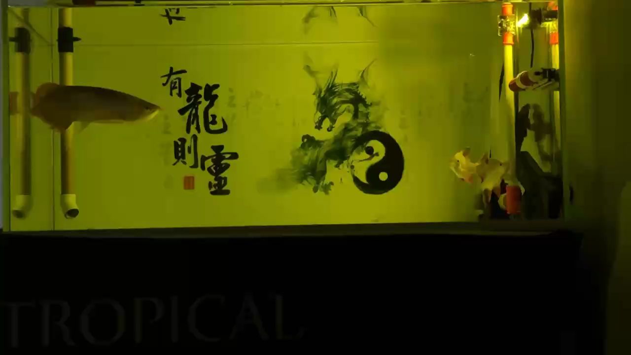 自己看了4個(gè)小時(shí)：自己看了4個(gè)小時(shí)，_阿銀 觀賞魚(yú)論壇