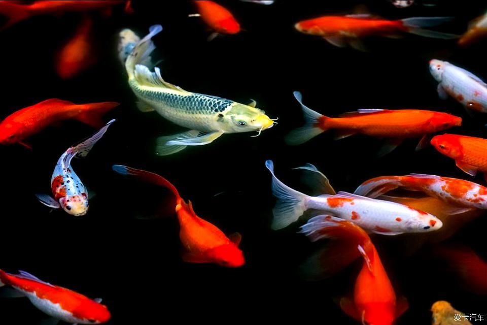 1.2魚(yú)缸錦鯉20公分適合養(yǎng)幾條：1.2魚(yú)缸錦鯉20公分適合養(yǎng)幾條魚(yú)缸錦鯉20公分 魚(yú)缸百科 第1張