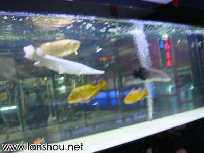 白化火箭與勇多大的魚(yú)缸養(yǎng)：白化火箭是一種大型淡水魚(yú)類(lèi)，需要足夠大的缸體來(lái)飼養(yǎng) 魚(yú)缸百科 第4張