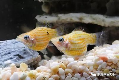 廣州水族批發(fā)市場在哪里便宜些呢多少錢：廣州水族批發(fā)市場 廣州水族批發(fā)市場 第1張