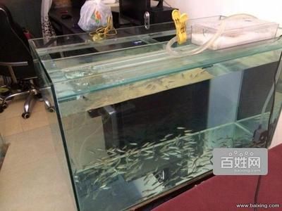 廣州買魚缸去哪里：廣州哪里可以購買魚缸 廣州水族批發(fā)市場 第1張