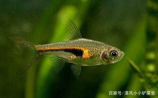 大魚缸養(yǎng)小魚群叫什么：大魚缸養(yǎng)小魚群是一種常見的觀賞魚養(yǎng)殖方式 魚缸百科 第3張