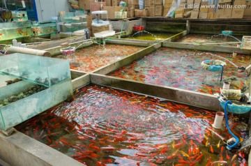 廣東哪里有大型觀賞魚市場：廣東花地灣花鳥魚蟲市場的發(fā)展趨勢 廣州水族批發(fā)市場 第1張