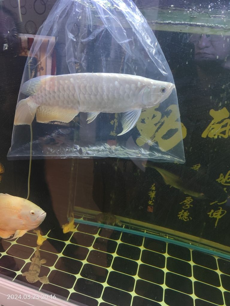 鑒別下龍魚品種：賣家發(fā)的一個(gè)龍魚，不知道啥品種，大神們幫忙看下， 觀賞魚論壇