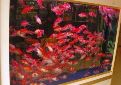 芳村花鳥魚蟲新市場有那些魚賣呢：芳村花鳥魚蟲新市場 廣州水族批發(fā)市場 第3張