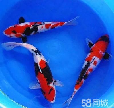 觀賞魚(yú)批發(fā)基地 進(jìn)貨渠道：觀賞魚(yú)批發(fā)基地 廣州水族批發(fā)市場(chǎng) 第3張