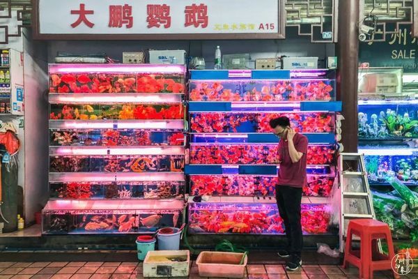 芳村新花鳥市場在哪里：廣州芳村新花鳥市場交通指南 廣州水族批發(fā)市場 第3張