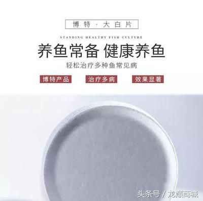 大白片的用法和用量龍魚：大白片用法和用量 龍魚百科 第2張