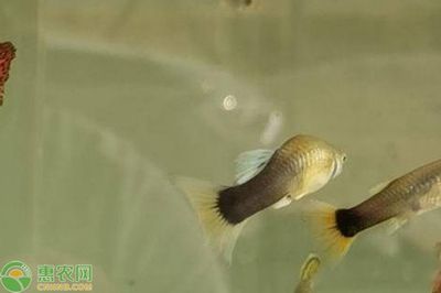 大魚缸適合養(yǎng)鳳尾魚嗎 魚缸百科 第2張