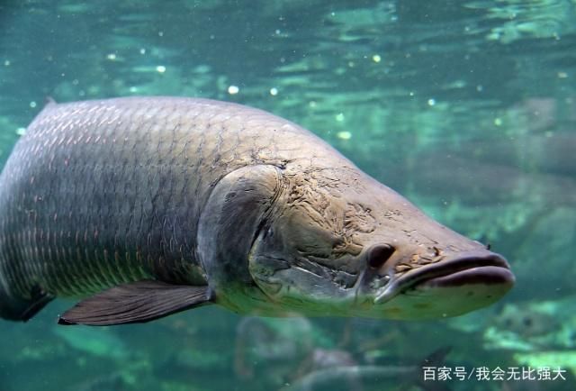 舌骨魚和金龍魚的區(qū)別：舌骨魚和金龍魚在生物學(xué)分類上有所不同,舌骨魚和金龍魚的區(qū)別 龍魚百科 第1張