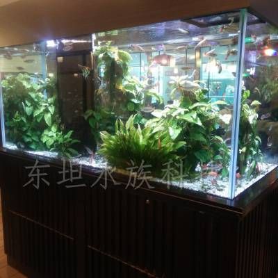 廣州買魚缸紙的地方在哪里：如何diy一個(gè)獨(dú)特且健康的生態(tài)魚缸 廣州水族批發(fā)市場 第4張