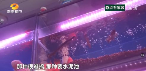 廣東最大的觀賞魚市場：廣東加載更多的觀賞魚市場 廣州水族批發(fā)市場 第1張