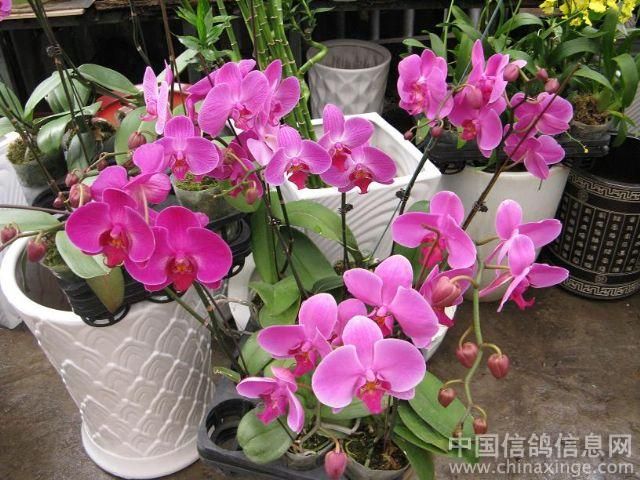 廣州芳村花鳥批發(fā)市場營業(yè)時(shí)間是幾點(diǎn)：廣州芳村花鳥魚蟲新世界 廣州水族批發(fā)市場 第4張