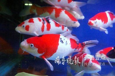 大魚缸養(yǎng)錦鯉：錦鯉飼養(yǎng)小技巧 魚缸百科 第3張