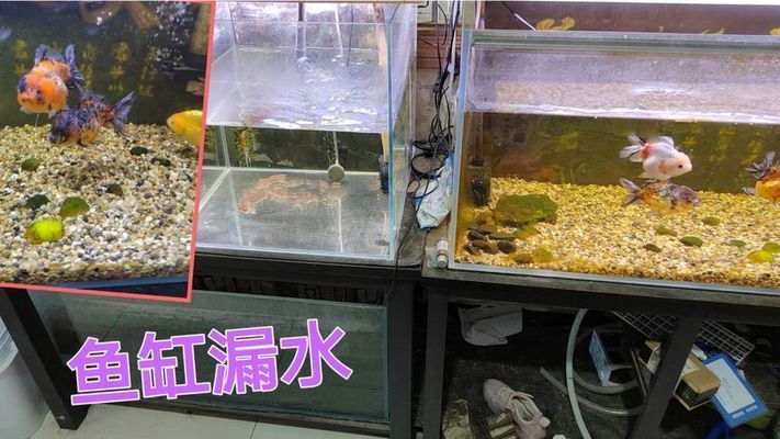 大型魚缸漏水如何修補好呢：大型魚缸漏水怎么辦？ 魚缸百科 第3張