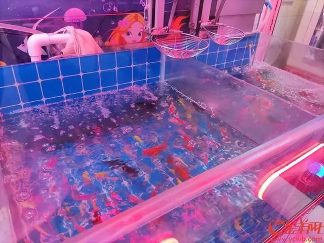 廣州賣魚缸的地方有哪些店鋪：在廣州可以購買或定制魚缸的地點(diǎn)和店鋪 廣州水族批發(fā)市場 第1張