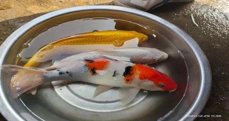 觀賞魚國內(nèi)最大批發(fā)市場在哪：中國最大的觀賞魚批發(fā)市場