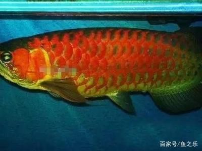 龍魚尺寸與魚齡：龍魚的尺寸與魚齡