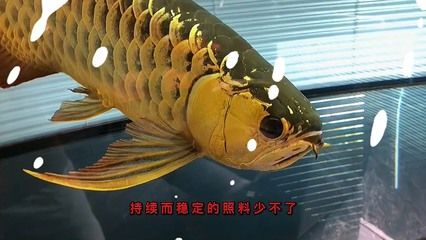 有收龍魚的魚商嗎：關于龍魚魚商的問題 龍魚百科 第1張