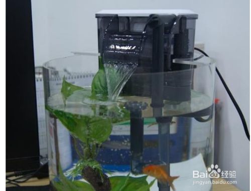 博宇魚缸過濾器安裝方法：博宇魚缸過濾器安裝方法和后期維護(hù)注意事項(xiàng) 魚缸百科 第3張