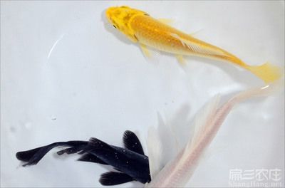 觀賞魚(yú)批發(fā)市場(chǎng)用袋賣(mài)的多嗎：袋裝觀賞魚(yú)在批發(fā)市場(chǎng)中的銷(xiāo)售 廣州水族批發(fā)市場(chǎng) 第3張