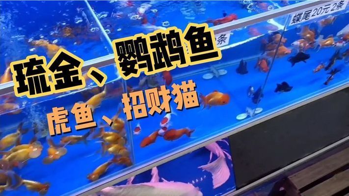 廣州虎魚漁場：廣州芳村觀賞魚市場 廣州水族批發(fā)市場 第1張