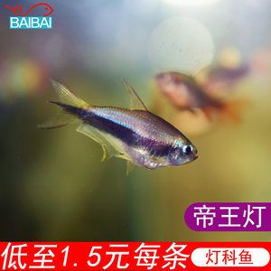 觀(guān)賞魚(yú)批發(fā)市場(chǎng)價(jià)格多少：全球觀(guān)賞魚(yú)市場(chǎng)趨勢(shì)了解全球觀(guān)賞魚(yú)市場(chǎng)的最新趨勢(shì) 廣州水族批發(fā)市場(chǎng) 第1張