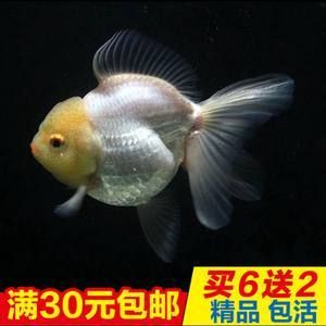 觀(guān)賞魚(yú)批發(fā)市場(chǎng)價(jià)格多少：全球觀(guān)賞魚(yú)市場(chǎng)趨勢(shì)了解全球觀(guān)賞魚(yú)市場(chǎng)的最新趨勢(shì) 廣州水族批發(fā)市場(chǎng) 第4張