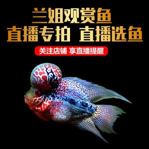 觀賞魚批發(fā)直播：觀賞魚批發(fā)直播帶貨法律風(fēng)險(xiǎn) 廣州水族批發(fā)市場 第1張