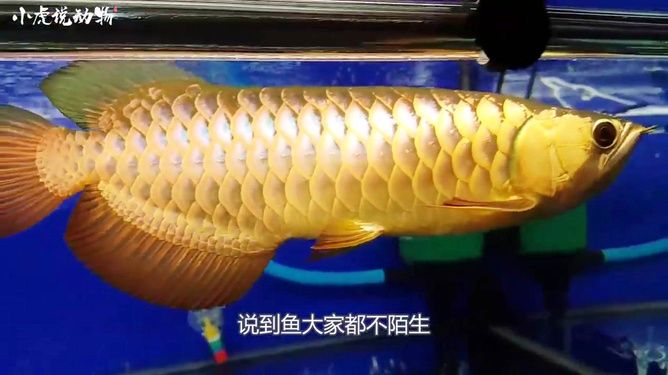 金龍魚手術(shù)多少錢：金龍魚手術(shù)多少錢金龍魚手術(shù)多少錢