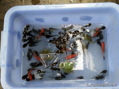 百藝城花鳥魚蟲營業(yè)時間：廣州百藝城花鳥魚蟲新世界的營業(yè)時間 廣州水族批發(fā)市場 第1張