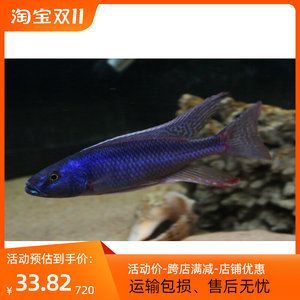 慈鯛魚(yú)可以長(zhǎng)多大的魚(yú)缸