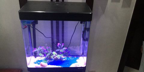 博宇魚缸過濾器怎么樣安裝：博宇品牌的魚缸過濾器安裝方法包括以下幾個步驟 魚缸百科 第3張