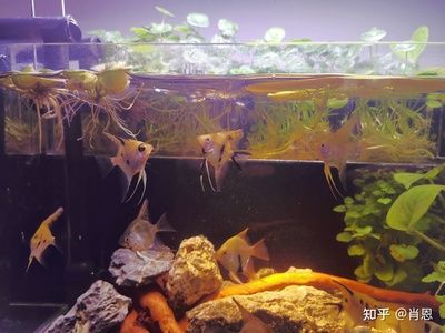 成品小魚缸改造：成品小魚缸改造的主要目的是為了改善魚缸的過濾系統(tǒng)