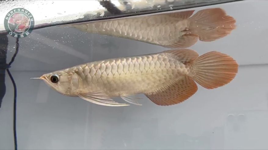 今日推薦：9號(hào)缸26公分,魚之愛自動(dòng)化魚缸過濾器 觀賞魚論壇