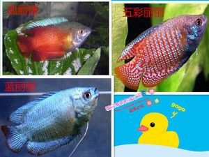 觀賞魚批發(fā)市場(chǎng)價(jià)格：觀賞魚批發(fā)市場(chǎng)價(jià)格一般是多少 廣州水族批發(fā)市場(chǎng) 第3張