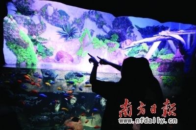 廣州水族館觀賞魚批發(fā)價(jià)格：廣州最大觀賞魚批發(fā)市場(chǎng)價(jià)格僅供參考實(shí)際價(jià)格僅供參考 廣州水族批發(fā)市場(chǎng) 第3張