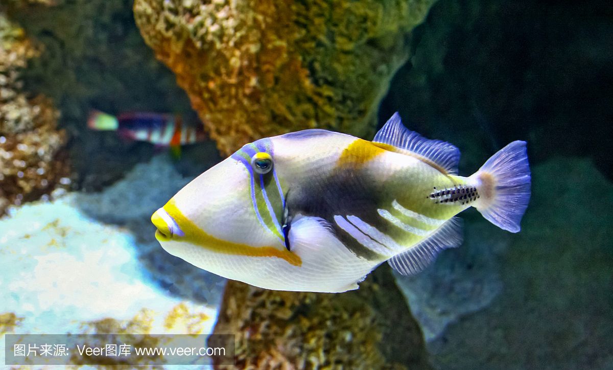 大洋水族魚缸廠家：大洋水族魚缸廠家基本概況 魚缸百科 第1張