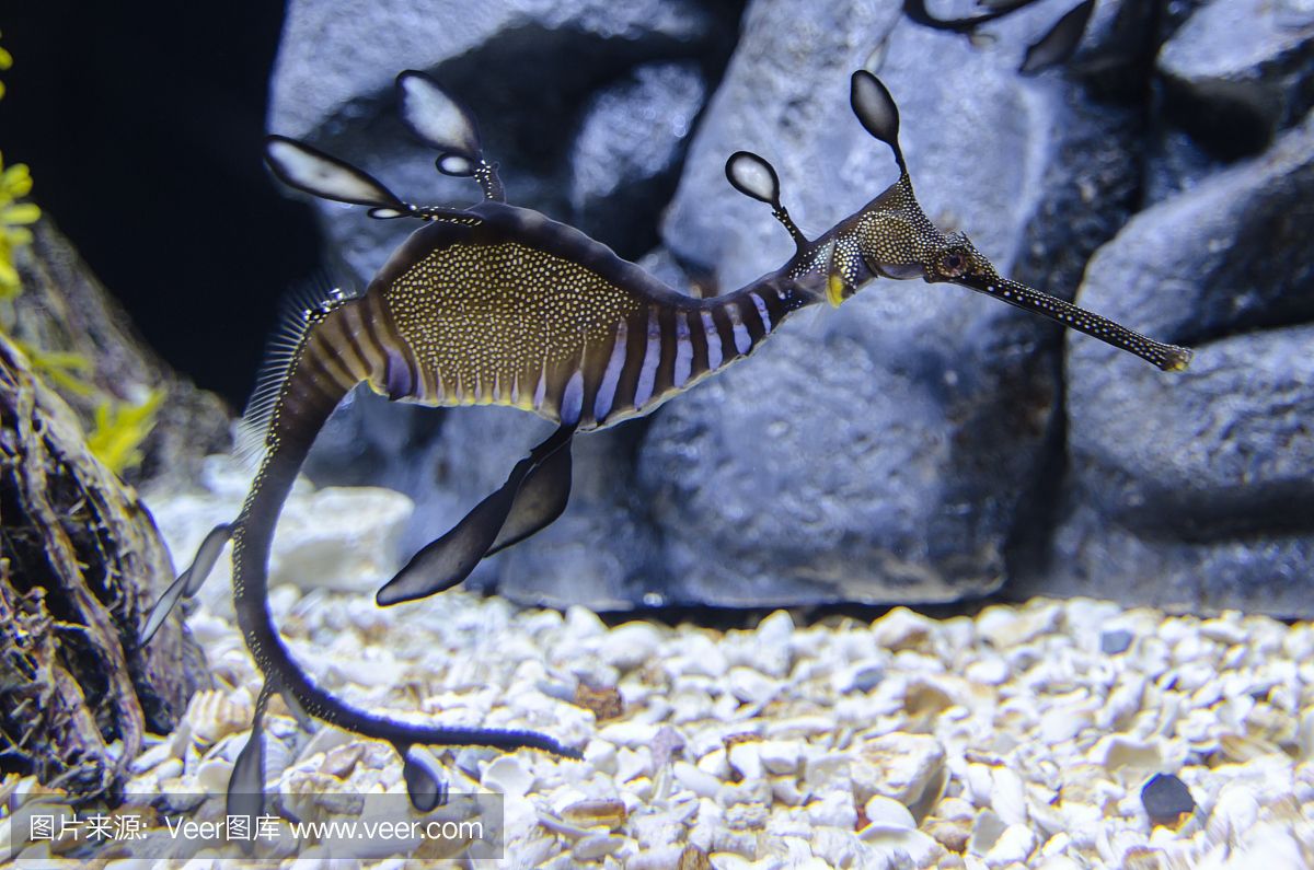 大洋水族魚(yú)缸廠家：大洋水族魚(yú)缸廠家基本概況 魚(yú)缸百科 第4張