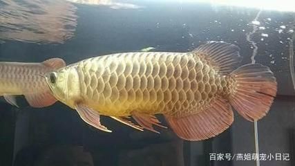 金龍魚的種類介紹：金龍魚的種類介紹金龍魚的種類介紹